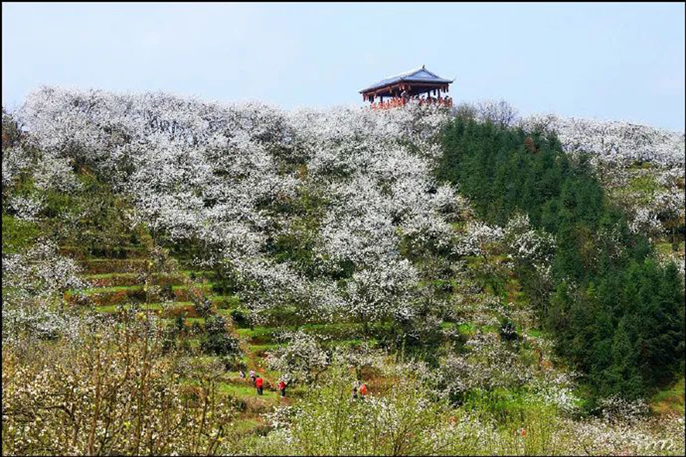 【春天，广西桂林灌阳县向您发出邀请！】我们在灌阳看梨花 - 游山玩水 - 乐山生活社区 - 乐山28生活网 ls.28life.net