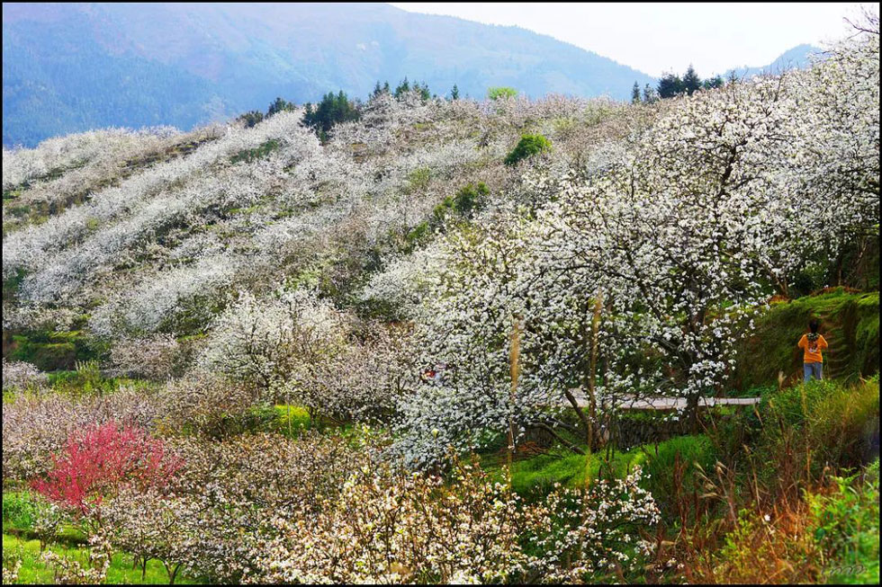 【春天，广西桂林灌阳县向您发出邀请！】我们在灌阳看梨花 - 游山玩水 - 乐山生活社区 - 乐山28生活网 ls.28life.net