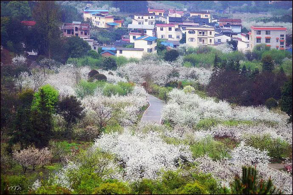 【春天，广西桂林灌阳县向您发出邀请！】我们在灌阳看梨花 - 游山玩水 - 乐山生活社区 - 乐山28生活网 ls.28life.net
