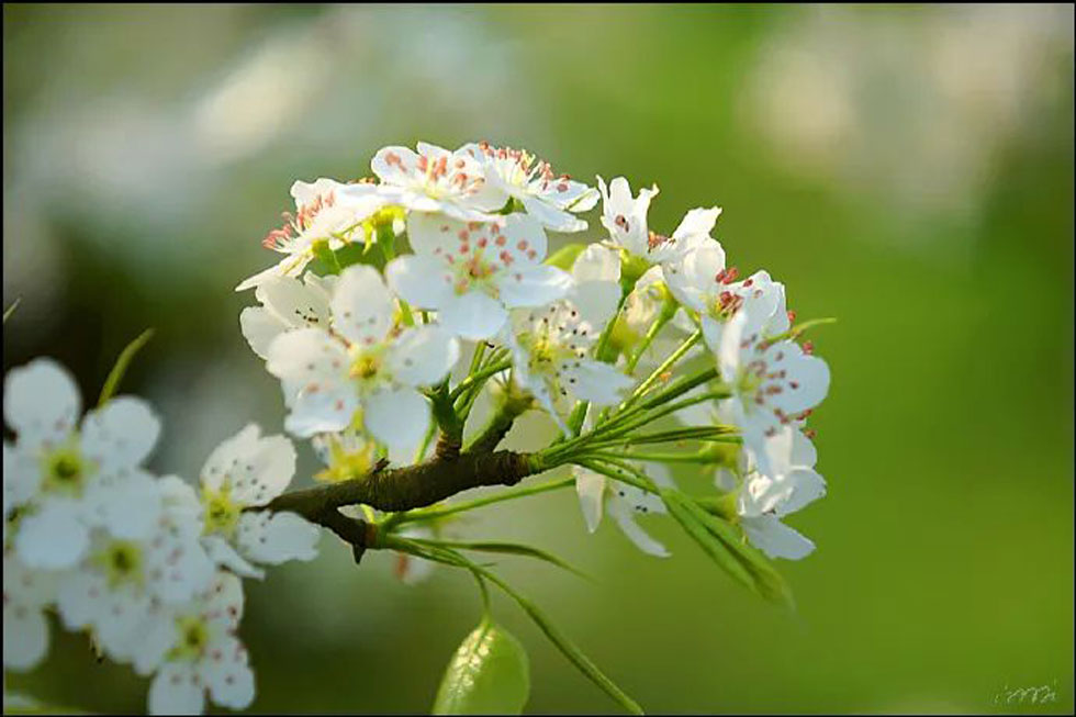 【春天，广西桂林灌阳县向您发出邀请！】我们在灌阳看梨花 - 游山玩水 - 乐山生活社区 - 乐山28生活网 ls.28life.net