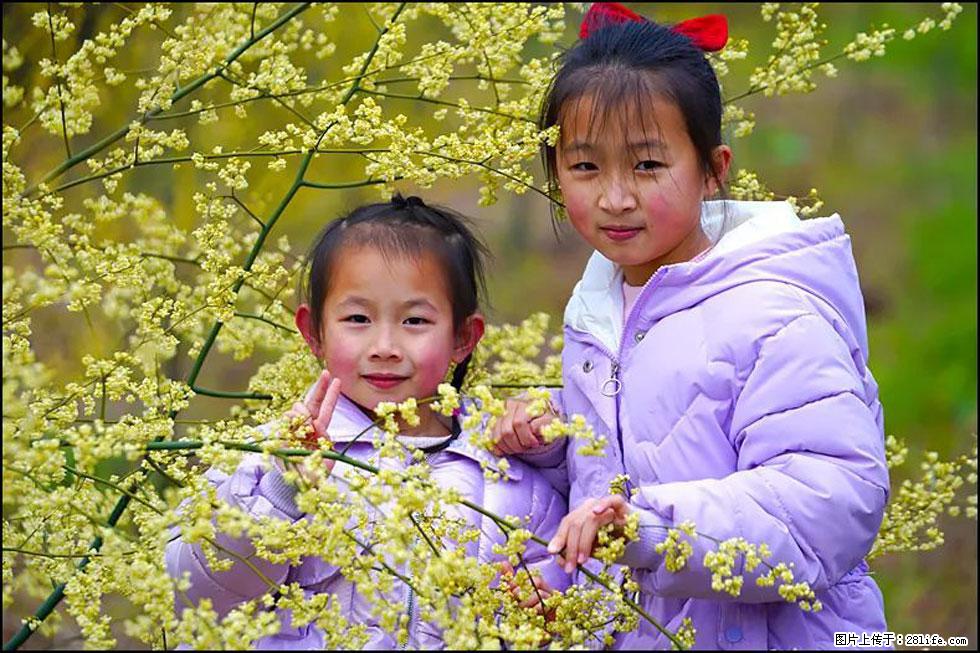 【春天，广西桂林灌阳县向您发出邀请！】米珠山前有片山苍子花在飘香 - 游山玩水 - 乐山生活社区 - 乐山28生活网 ls.28life.net
