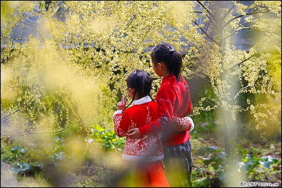 【春天，广西桂林灌阳县向您发出邀请！】米珠山前有片山苍子花在飘香 - 游山玩水 - 乐山生活社区 - 乐山28生活网 ls.28life.net