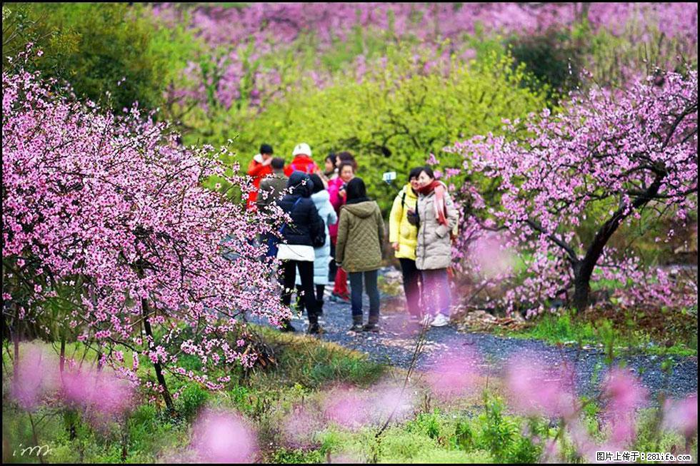 【春天，广西桂林灌阳县向您发出邀请！】官庄村有个醉美的桃花园 - 游山玩水 - 乐山生活社区 - 乐山28生活网 ls.28life.net