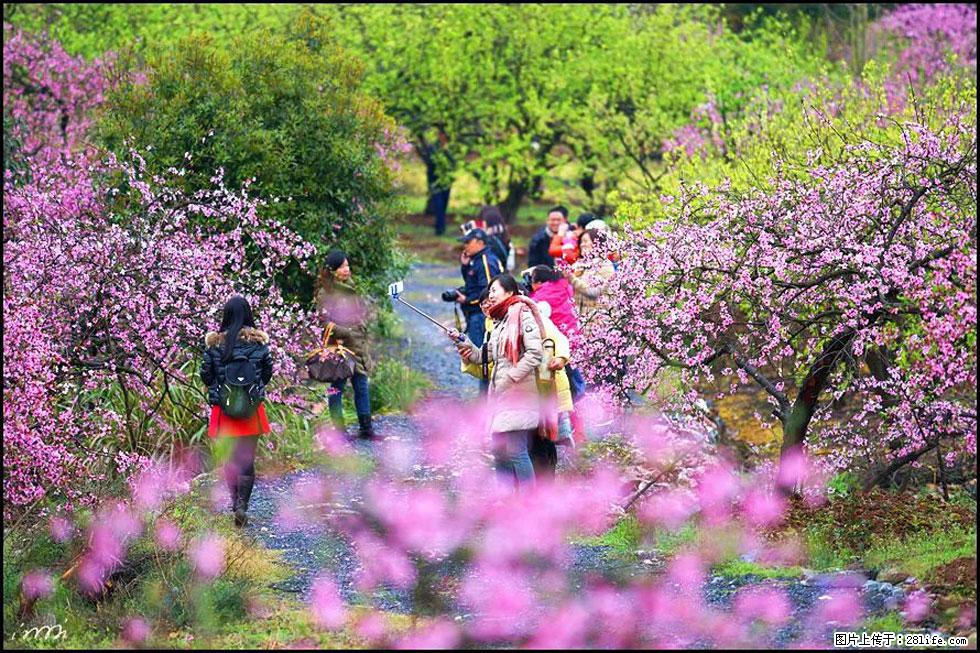 【春天，广西桂林灌阳县向您发出邀请！】官庄村有个醉美的桃花园 - 游山玩水 - 乐山生活社区 - 乐山28生活网 ls.28life.net