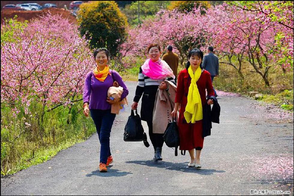 【春天，广西桂林灌阳县向您发出邀请！】官庄村有个醉美的桃花园 - 游山玩水 - 乐山生活社区 - 乐山28生活网 ls.28life.net