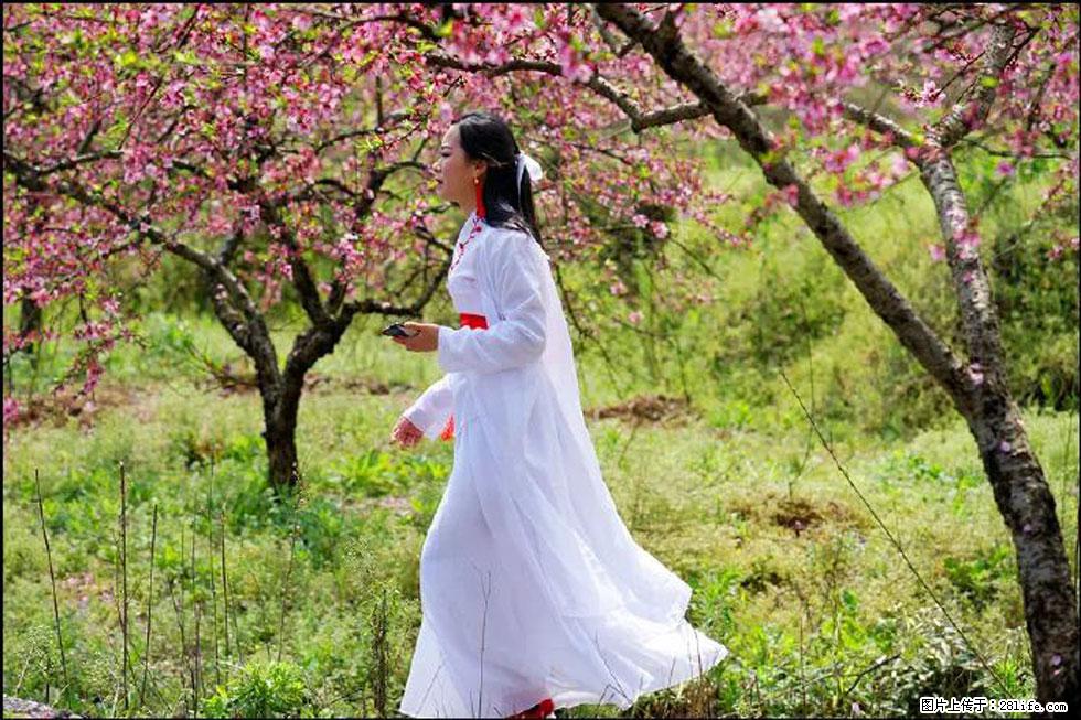 【春天，广西桂林灌阳县向您发出邀请！】官庄村有个醉美的桃花园 - 游山玩水 - 乐山生活社区 - 乐山28生活网 ls.28life.net