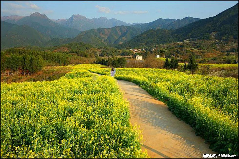 【春天，广西桂林灌阳县向您发出邀请！】长坪村油菜盛情花开 - 游山玩水 - 乐山生活社区 - 乐山28生活网 ls.28life.net