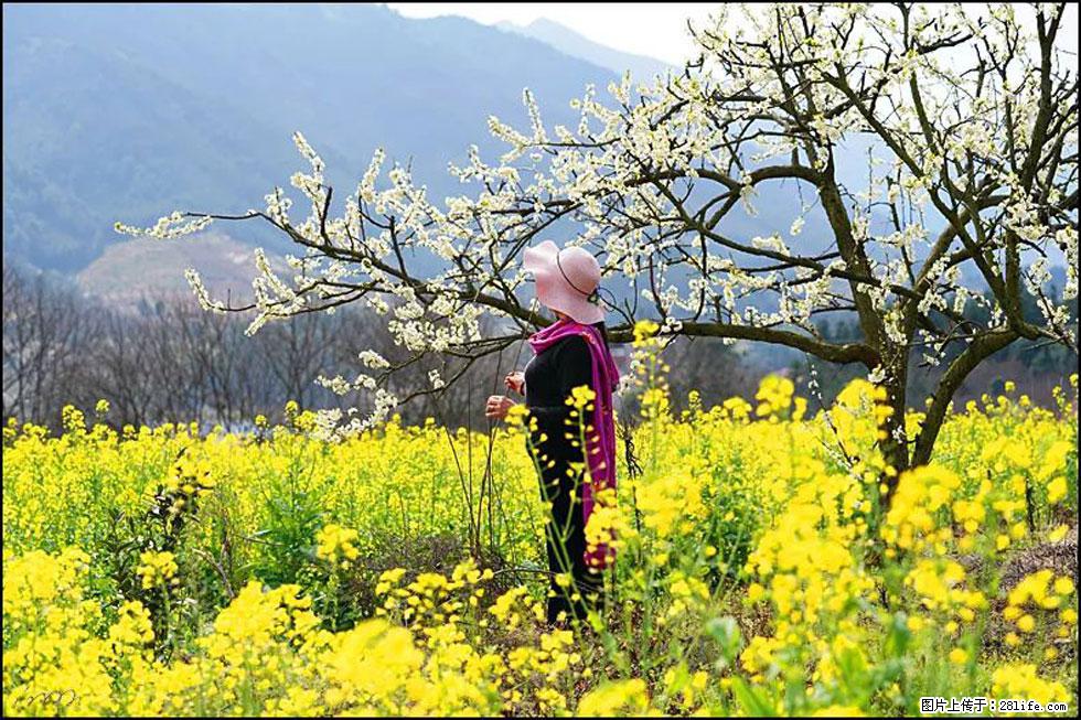 【春天，广西桂林灌阳县向您发出邀请！】长坪村油菜盛情花开 - 游山玩水 - 乐山生活社区 - 乐山28生活网 ls.28life.net