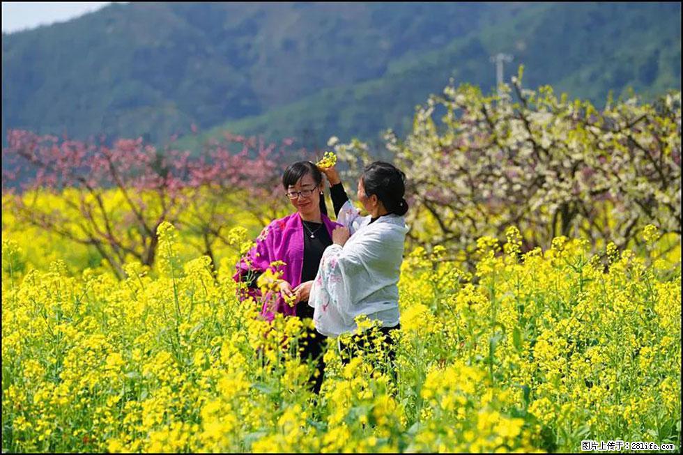 【春天，广西桂林灌阳县向您发出邀请！】长坪村油菜盛情花开 - 游山玩水 - 乐山生活社区 - 乐山28生活网 ls.28life.net