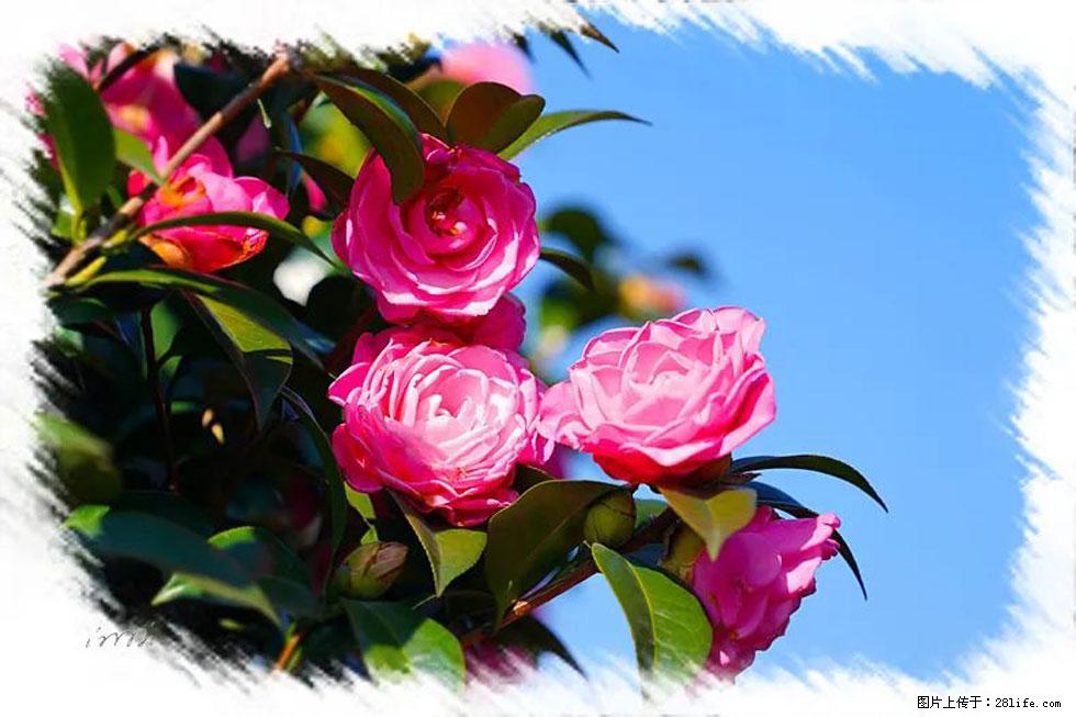 【春天，广西桂林灌阳县向您发出邀请！】杨柳井茶花惹人爱 - 游山玩水 - 乐山生活社区 - 乐山28生活网 ls.28life.net