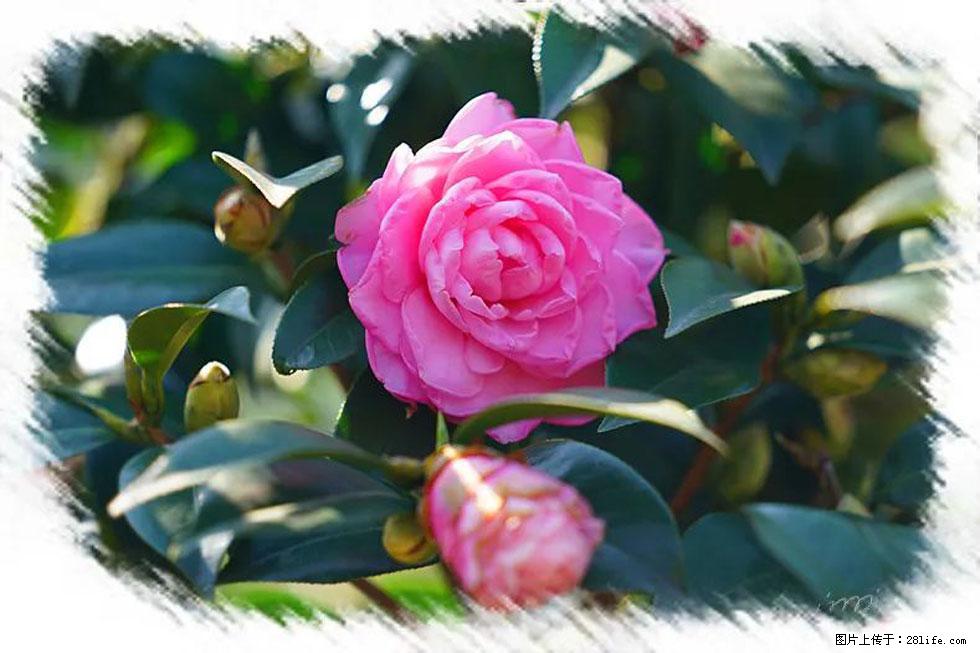 【春天，广西桂林灌阳县向您发出邀请！】杨柳井茶花惹人爱 - 游山玩水 - 乐山生活社区 - 乐山28生活网 ls.28life.net
