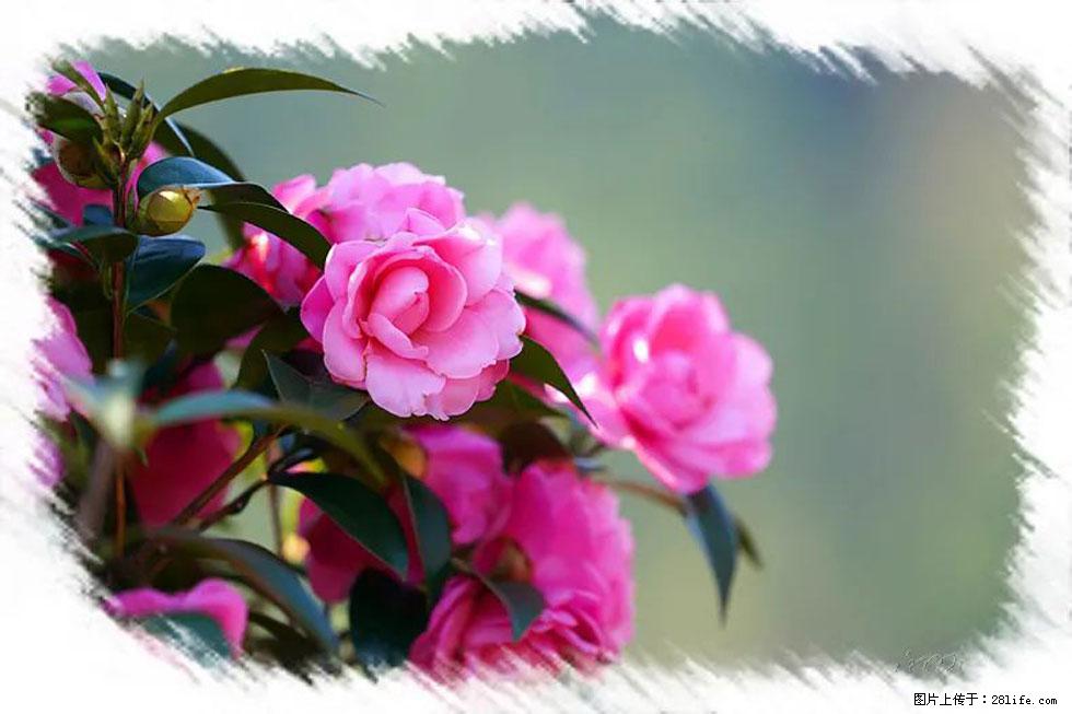 【春天，广西桂林灌阳县向您发出邀请！】杨柳井茶花惹人爱 - 游山玩水 - 乐山生活社区 - 乐山28生活网 ls.28life.net