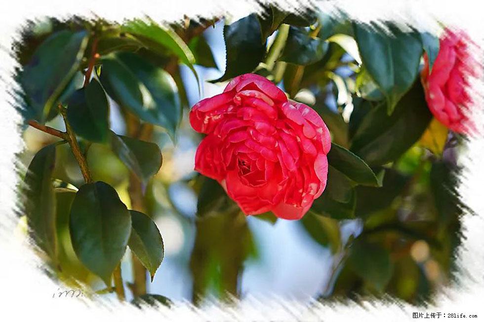 【春天，广西桂林灌阳县向您发出邀请！】杨柳井茶花惹人爱 - 游山玩水 - 乐山生活社区 - 乐山28生活网 ls.28life.net