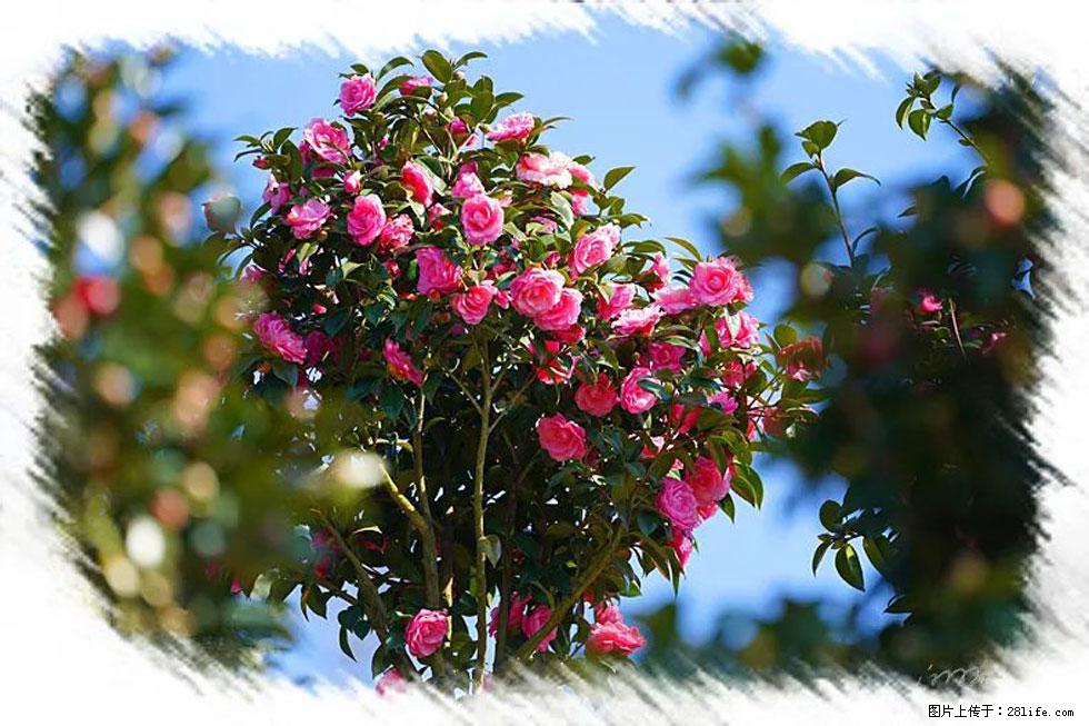 【春天，广西桂林灌阳县向您发出邀请！】杨柳井茶花惹人爱 - 游山玩水 - 乐山生活社区 - 乐山28生活网 ls.28life.net