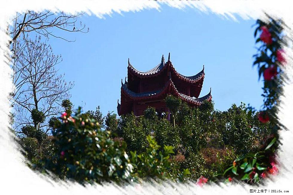 【春天，广西桂林灌阳县向您发出邀请！】杨柳井茶花惹人爱 - 游山玩水 - 乐山生活社区 - 乐山28生活网 ls.28life.net