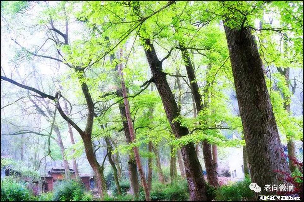 【春天，广西桂林灌阳县向您发出邀请！】在小龙村与春天约会 - 游山玩水 - 乐山生活社区 - 乐山28生活网 ls.28life.net