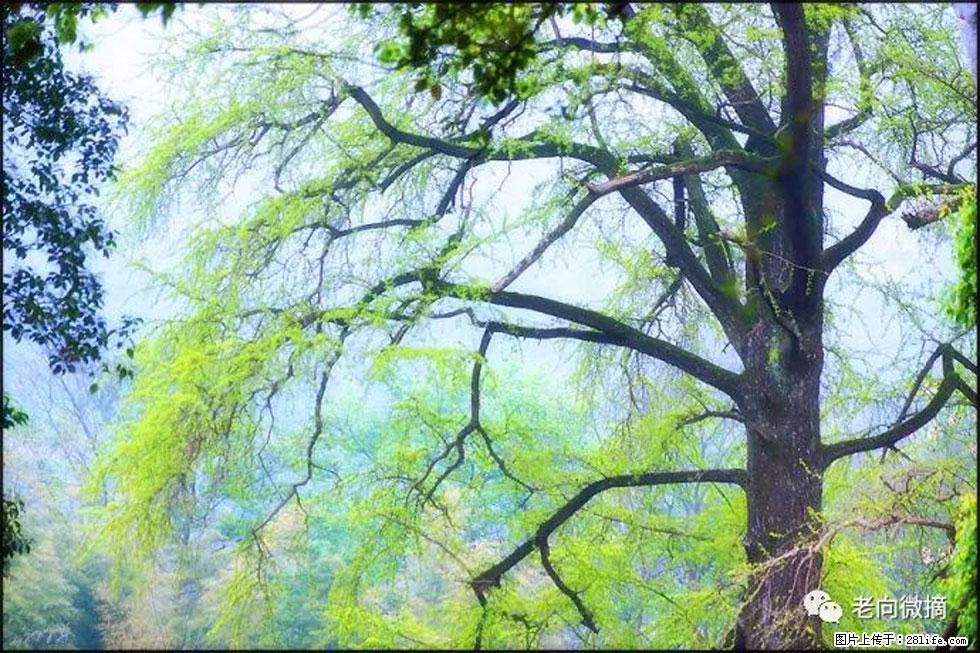 【春天，广西桂林灌阳县向您发出邀请！】在小龙村与春天约会 - 游山玩水 - 乐山生活社区 - 乐山28生活网 ls.28life.net