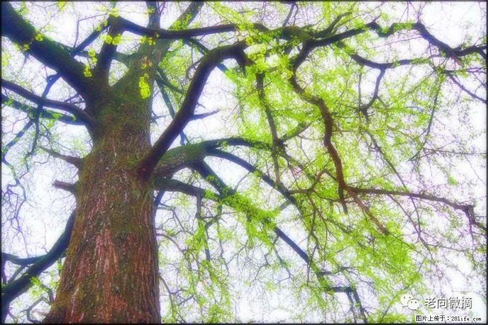 【春天，广西桂林灌阳县向您发出邀请！】在小龙村与春天约会 - 游山玩水 - 乐山生活社区 - 乐山28生活网 ls.28life.net