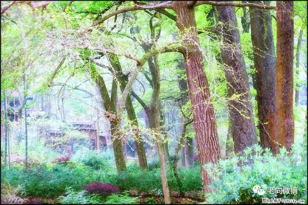 【春天，广西桂林灌阳县向您发出邀请！】在小龙村与春天约会 - 游山玩水 - 乐山生活社区 - 乐山28生活网 ls.28life.net