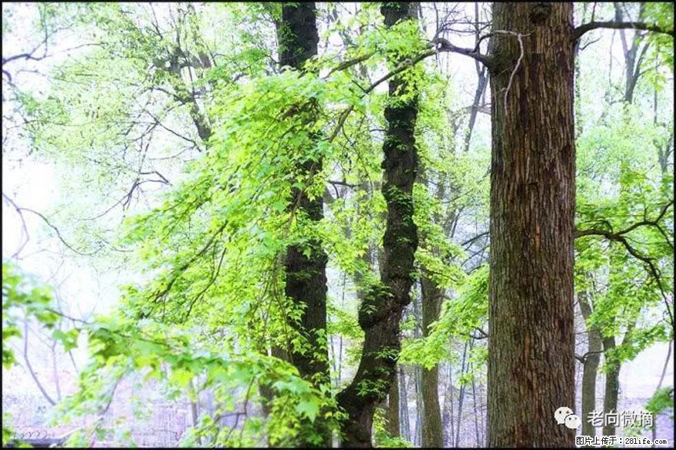 【春天，广西桂林灌阳县向您发出邀请！】在小龙村与春天约会 - 游山玩水 - 乐山生活社区 - 乐山28生活网 ls.28life.net