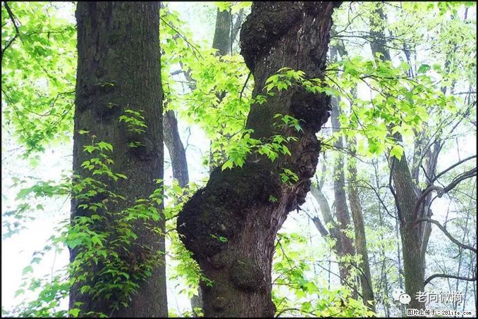 【春天，广西桂林灌阳县向您发出邀请！】在小龙村与春天约会 - 游山玩水 - 乐山生活社区 - 乐山28生活网 ls.28life.net