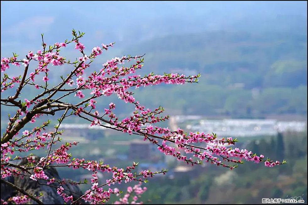 【春天，广西桂林灌阳县向您发出邀请！】望月岭上桃花开 - 游山玩水 - 乐山生活社区 - 乐山28生活网 ls.28life.net