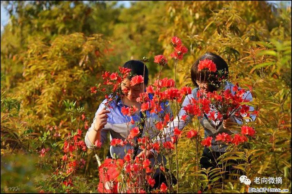 【春天，广西桂林灌阳县向您发出邀请！】登麒麟山，相约映山红 - 游山玩水 - 乐山生活社区 - 乐山28生活网 ls.28life.net