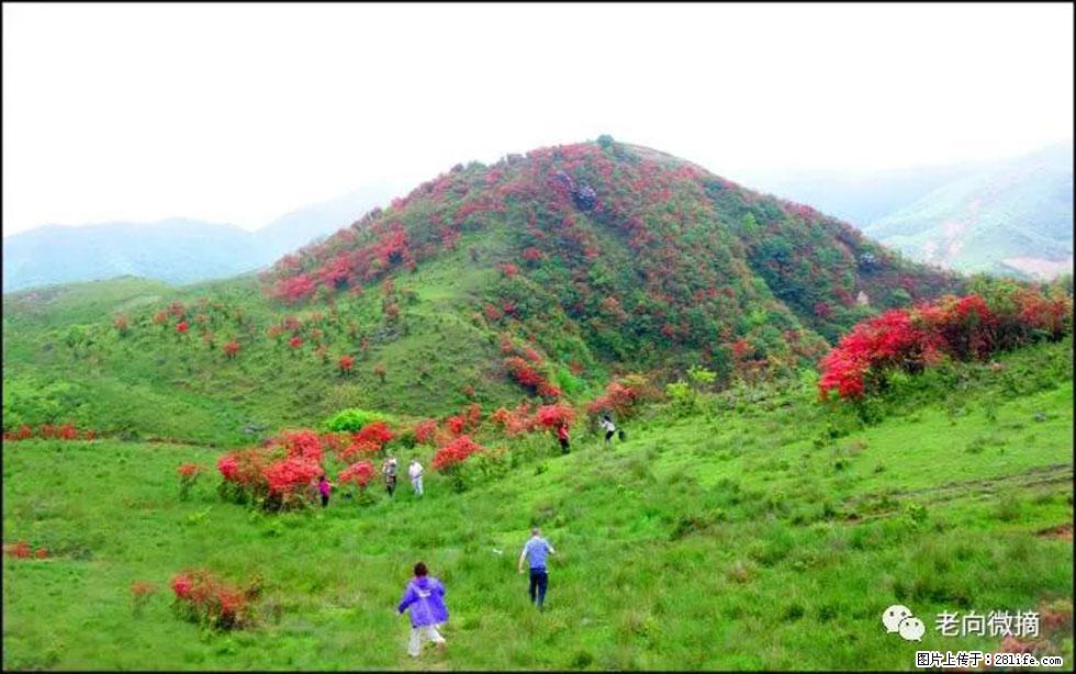 【春天，广西桂林灌阳县向您发出邀请！】宝盖山上映山红 - 游山玩水 - 乐山生活社区 - 乐山28生活网 ls.28life.net
