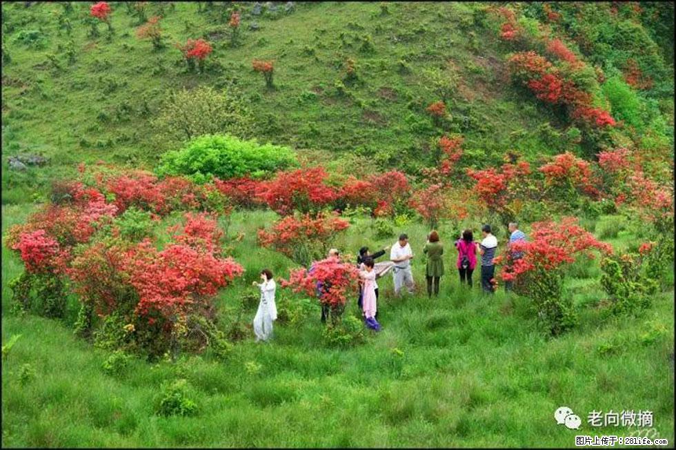【春天，广西桂林灌阳县向您发出邀请！】宝盖山上映山红 - 游山玩水 - 乐山生活社区 - 乐山28生活网 ls.28life.net