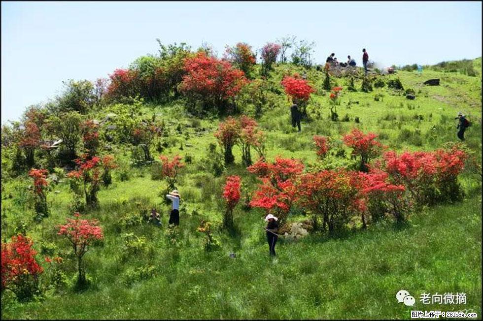 【春天，广西桂林灌阳县向您发出邀请！】宝盖山上映山红 - 游山玩水 - 乐山生活社区 - 乐山28生活网 ls.28life.net