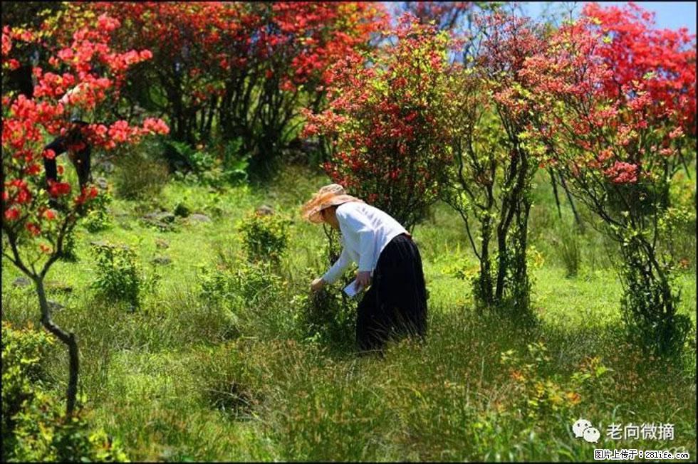 【春天，广西桂林灌阳县向您发出邀请！】宝盖山上映山红 - 游山玩水 - 乐山生活社区 - 乐山28生活网 ls.28life.net