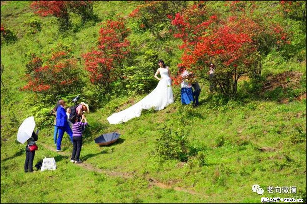 【春天，广西桂林灌阳县向您发出邀请！】宝盖山上映山红 - 游山玩水 - 乐山生活社区 - 乐山28生活网 ls.28life.net