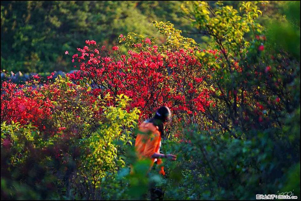 【春天，广西桂林灌阳县向您发出邀请！】春木界上映山红 - 游山玩水 - 乐山生活社区 - 乐山28生活网 ls.28life.net