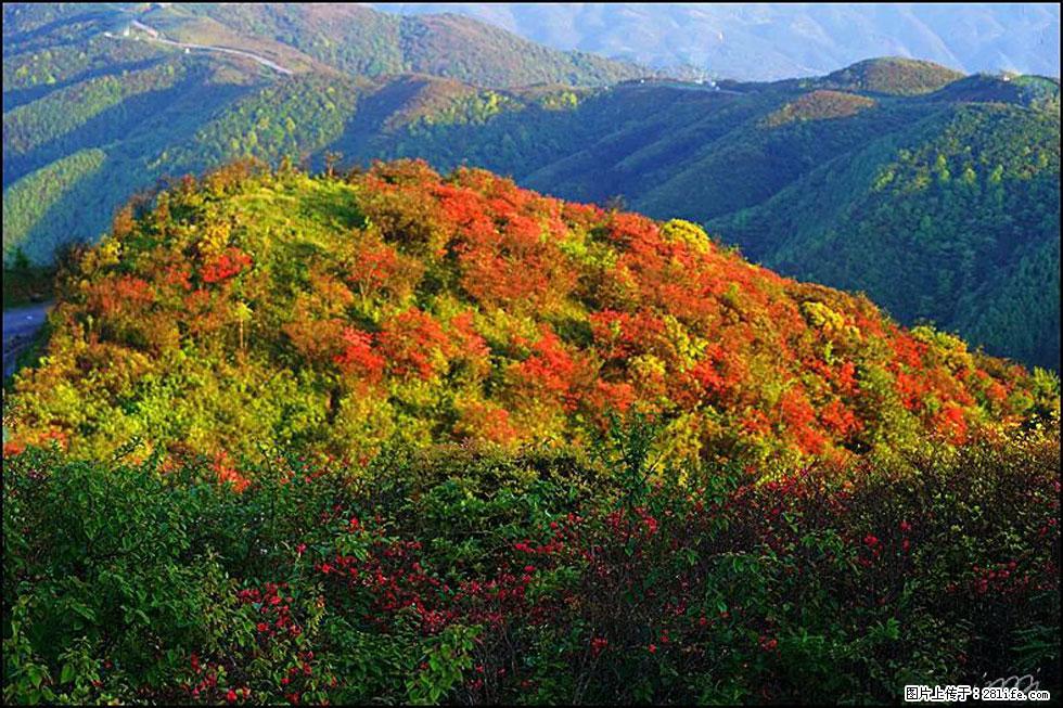 【春天，广西桂林灌阳县向您发出邀请！】春木界上映山红 - 游山玩水 - 乐山生活社区 - 乐山28生活网 ls.28life.net