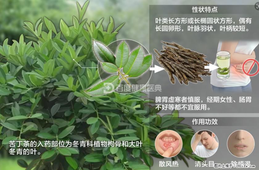苦丁茶有哪些功效和作用 - 生活百科 - 乐山生活社区 - 乐山28生活网 ls.28life.net