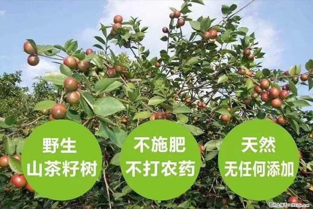 【灌阳县油茶产业示范区】一个有着充实的精神生活的人，对待身外之物自会有一种淡泊的态度 - 美食天地 - 乐山生活社区 - 乐山28生活网 ls.28life.net