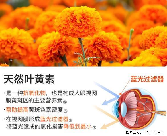 叶黄素有什么功效和作用 - 生活百科 - 乐山生活社区 - 乐山28生活网 ls.28life.net