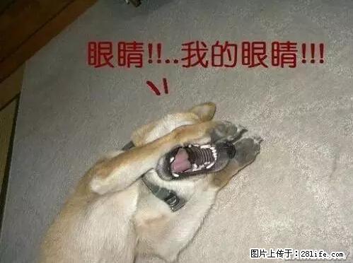 笑癫了！一女的怀孕三年未生，他终于忍不住了... - 娱乐八卦 - 乐山生活社区 - 乐山28生活网 ls.28life.net