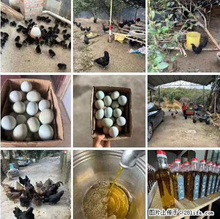 油茶园从小鸡仔开始养起的纯土鸡、土鸡蛋可以预定啦！还有前几天刚榨的纯山茶油哦 - 土特产 - 饮食特产 - 乐山分类信息 - 乐山28生活网 ls.28life.net