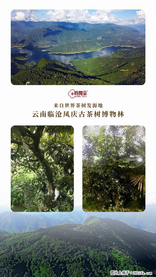 时间果百年古树2025年春红茶 - 购物交流 - 乐山生活社区 - 乐山28生活网 ls.28life.net