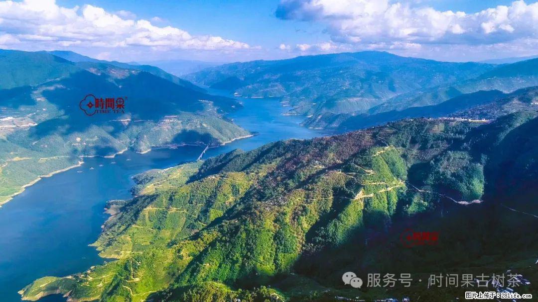时间果百年古树龙珠普洱生茶 - 购物交流 - 乐山生活社区 - 乐山28生活网 ls.28life.net