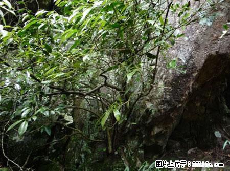 平乐石崖茶，珍贵仅次于金花茶 - 乐山生活资讯 - 乐山28生活网 ls.28life.net