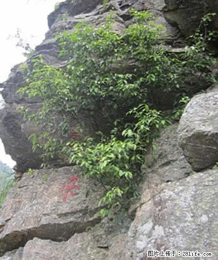 平乐石崖茶，珍贵仅次于金花茶 - 乐山生活资讯 - 乐山28生活网 ls.28life.net