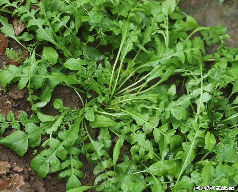 这些蔬菜是“天然钙片”，这6种被医生重点推荐 - 乐山生活资讯 - 乐山28生活网 ls.28life.net