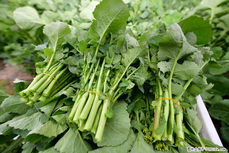 这些蔬菜是“天然钙片”，这6种被医生重点推荐 - 乐山生活资讯 - 乐山28生活网 ls.28life.net